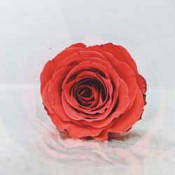 Close-up of red rose against white background