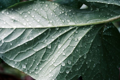 Close-up of raindrops on leaves