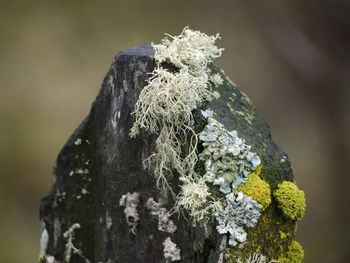 Close-up of lichen on wood