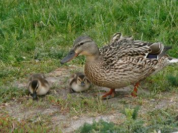 Ducks in a field