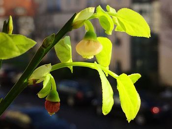 Close-up of green plant