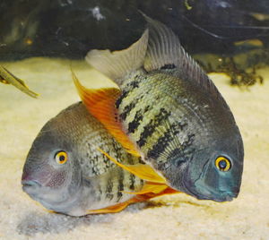 Close-up of fish swimming in sea