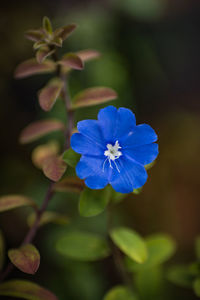 Close-up of purple flowering plant