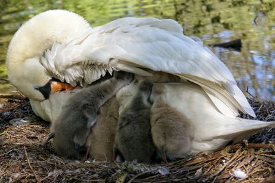 Close-up of mute swan with cygnets in nest