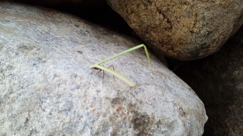 Close-up of lizard on rock