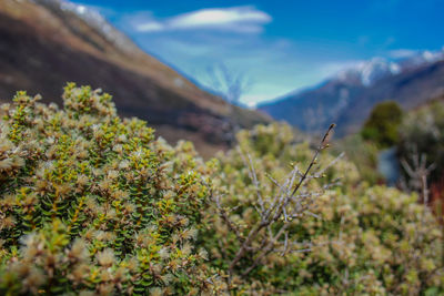 Close-up of plants growing on land against sky