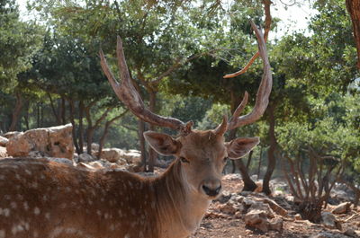 Deer standing in forest