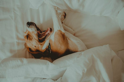 Dog sleeping on bed