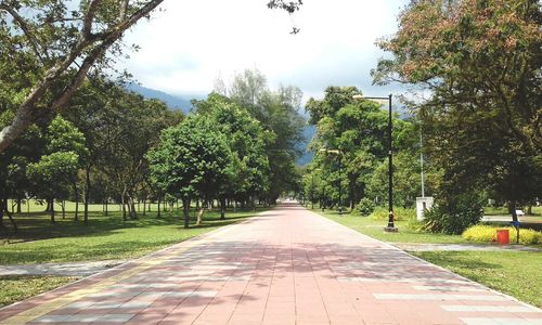 Empty road along trees