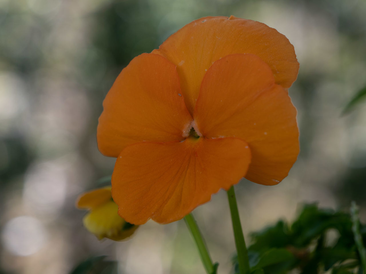 flower, flowering plant, plant, yellow, freshness, beauty in nature, close-up, petal, flower head, fragility, inflorescence, nature, macro photography, growth, orange color, focus on foreground, no people, wildflower, outdoors, botany, day, poppy, food
