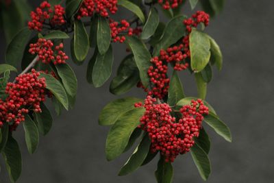 Close-up of red berries on plant