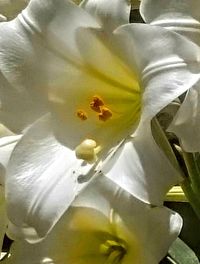 Close-up of yellow flower