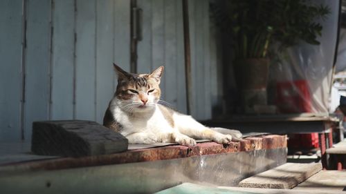 Portrait of cat sitting on table