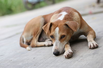 Dog resting on footpath