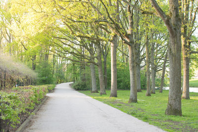 Road amidst trees in forest