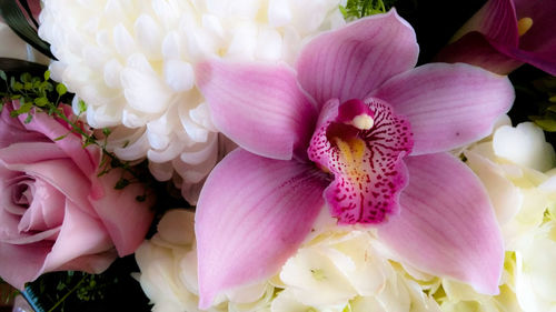 Close-up of pink flowers blooming outdoors