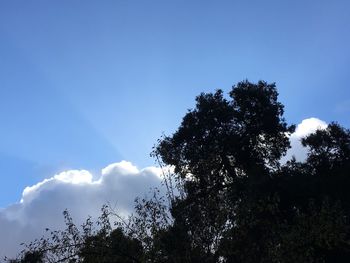 Low angle view of silhouette trees against blue sky