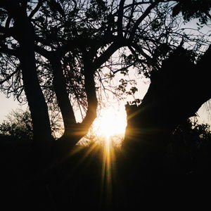 Sun shining through trees