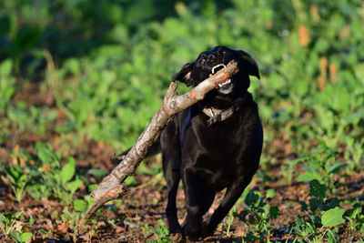 Portrait of a black labrador retriever playing with a stick 