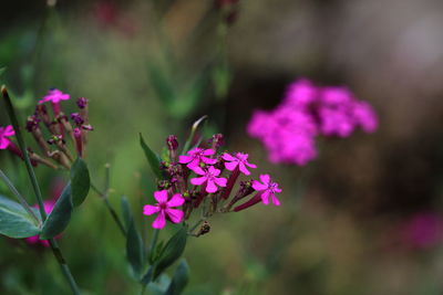 Close up of sweet william catchfly.