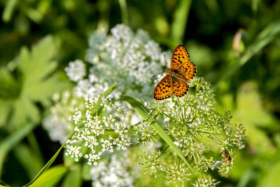 Butterfly on flower