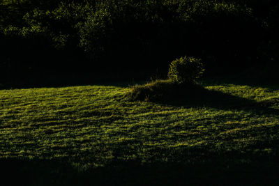 Plants growing on field