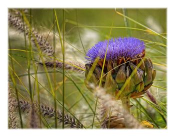 Close-up of honey bee on thistle