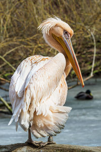 Close-up of a bird