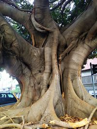 Low angle view of tree trunk