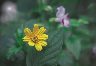 Close-up of yellow flowering plant