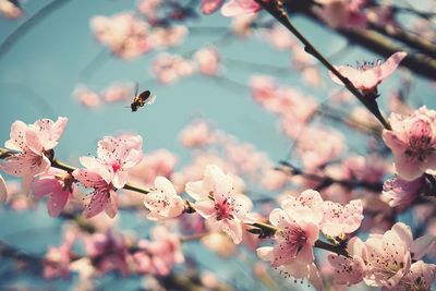 Close-up of pink cherry blossoms