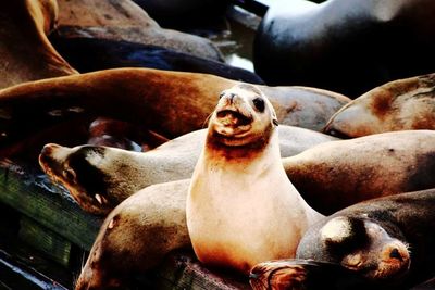 Close-up of sea lion