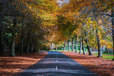 Road amidst trees during autumn