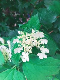 Close-up of white flowering plant