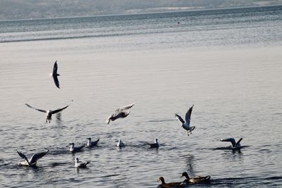 Seagulls flying over sea