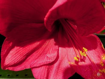 Full frame shot of pink flower