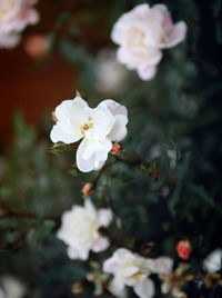 Close-up of white flowers
