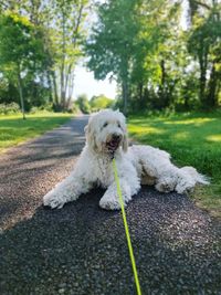 Portrait of white dog relaxing in park