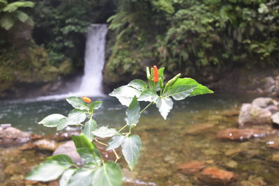 Close-up of water flowing on plant