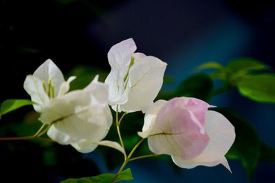 Close-up of flowers blooming outdoors