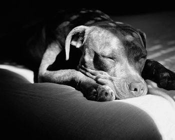 Close-up of dog sleeping on bed at home