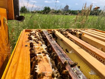 High angle view of honey bees on beehive