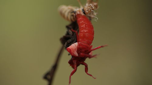 Close-up of insect on red flower