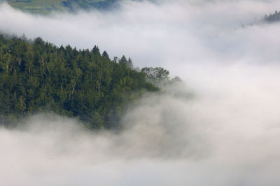 Scenic view of trees against sky