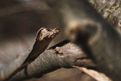 Close-up of lizard on tree