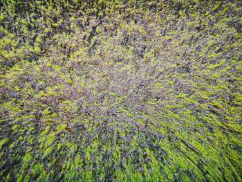 High angle view of flowering plants on land