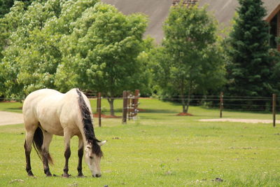 Horse grazing in a field