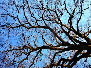 Low angle view of bare trees against sky