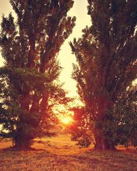 Trees in forest against sky