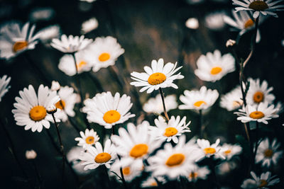 Close-up of white daisy flowers